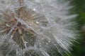 close-up of salsify seeds, macro drops of water Royalty Free Stock Photo