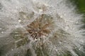 close-up of salsify seeds, macro drops of water Royalty Free Stock Photo