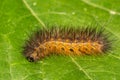 Salt Marsh Caterpillar- Estigmene acrea