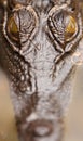 Close-up of salt water crocodile