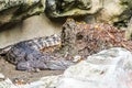 Close up of saltwater crocodile as emerges from water with a toothy grin.