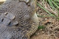 Close Up Saltwater Crocodile Horizontal