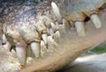 Close up saltwater crocodile mouth&teeth,thailand Royalty Free Stock Photo