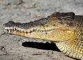 Close up saltwater crocodile,queensland,australia Royalty Free Stock Photo