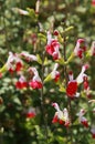 Close-up of Salvia Hot Lips red and white blooming Royalty Free Stock Photo