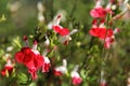 Close-up of Salvia Hot Lips red and white blooming Royalty Free Stock Photo