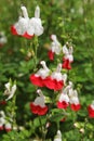 Close-up of Salvia Hot Lips red and white blooming Royalty Free Stock Photo