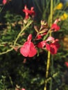 Close-up view of Salvia microphylla `Royal Bumble` with velvet red color