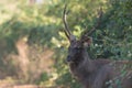 Close up of sambar deer with background blur Royalty Free Stock Photo