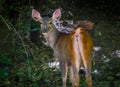 Close up of Sambar (Rusa unicolor)