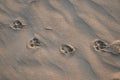 Close-up on the sand on the beach traces of the dog\'s paws. Copy space Royalty Free Stock Photo