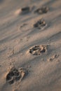 Close-up on the sand on the beach traces of the dog\'s paws. Small depth of field. Copy space Royalty Free Stock Photo
