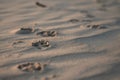 Close-up on the sand on the beach traces of the dog\'s paws. Small depth of field. Copy space Royalty Free Stock Photo