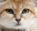 Close-up of Sand cat, Felis margarita