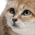 Close-up of Sand cat, Felis margarita, 17 years old