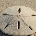 A close-up of a sand dollar (Clypeasteroida) rests on a sandy beach. Its star-shaped Royalty Free Stock Photo