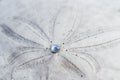 Close up of a sand dollar Royalty Free Stock Photo