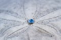 Close up of a sand dollar Royalty Free Stock Photo