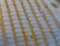 Close Up of Sand Grains on Texture of Shell