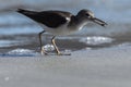 Close-up of a Sand-Piper on a Beach in Guanacaste, Costa Rica Royalty Free Stock Photo