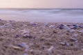 Close-up Shells on the beach in the sunset, nature background