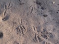 Sandhill Crane bird tracks in the sand