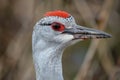 Close-up of a Sandhill Crane with a Vibrant Red Crown