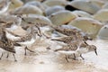 Close up of Sandpipers and Horseshoe Crabs on Delaware Beach in flight