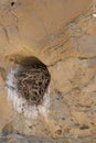 Close Up of Sandstone Bird`s Nest