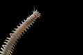 Close up sandworms Perinereis sp., Polychaeta isolated on blac Royalty Free Stock Photo