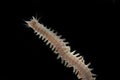 Close up sandworms Perinereis sp., Polychaeta isolated on blac Royalty Free Stock Photo