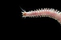 Close up sandworms Perinereis sp., Polychaeta isolated on blac Royalty Free Stock Photo