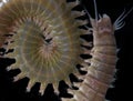 Close up sandworms Perinereis sp., Polychaeta isolated on black background Royalty Free Stock Photo