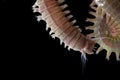 Close up sandworms Perinereis sp., Polychaeta isolated on black background Royalty Free Stock Photo