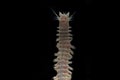 Close up sandworms Perinereis sp., Polychaeta isolated on black background Royalty Free Stock Photo