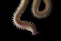 Close up sandworms Perinereis sp., Polychaeta isolated on black background Royalty Free Stock Photo