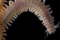 Close up sandworms Perinereis sp., Polychaeta isolated on black background Royalty Free Stock Photo