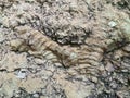 Close Up of Sandy Cliff with Layered Fossil Embedded in Textured Surface Royalty Free Stock Photo