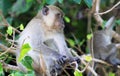 Close up of sandy crab eating long tailed Macaque Macaca fascicularis sitting in a tree Royalty Free Stock Photo