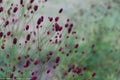 Sanguisorba officinalis. Red flowes of burnet in garden.