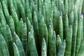 Close-up Sansevieria boncellensis a dwarf sanseveria with compact thick leaves in flower pots with green nature blurred