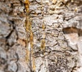 close up of sap drippings on tree bark