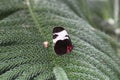 Close up of a black, red and white Sapho Longwing Butterfly, wings closed, sitting on an evergreen tree branch Royalty Free Stock Photo