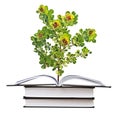 Sapling growing from book Royalty Free Stock Photo