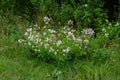 Close up of Saponaria officinalis, also called common soapwort, soapweed or Seifenkraut