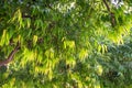 Close up of Saraca asoca or ashoka tree