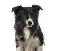 Close-up of a sardonic Border Collie , isolated Royalty Free Stock Photo