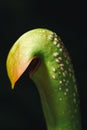 Sarracenia carnivorous plant Royalty Free Stock Photo