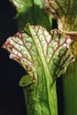 Sarracenia carnivorous plant Royalty Free Stock Photo