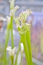 Close up of sarracenia leucophylla raf